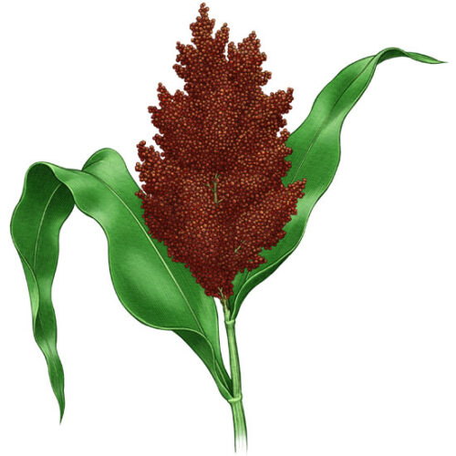 All About Growing Sorghum
